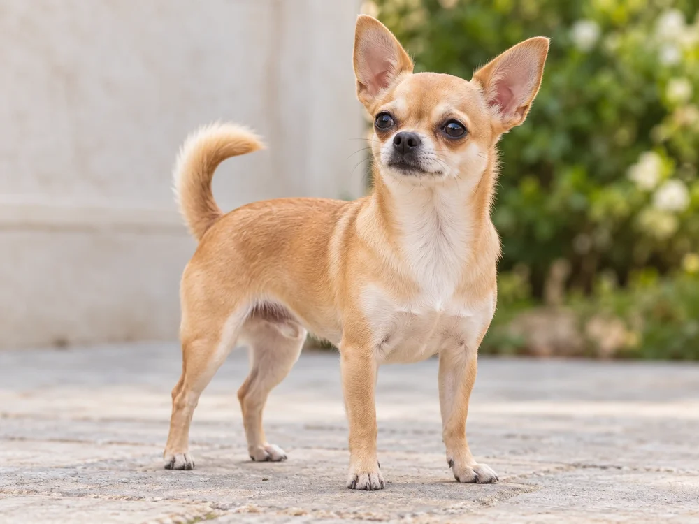 Chihuahua