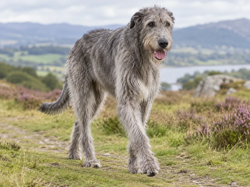 Irish Wolfhound