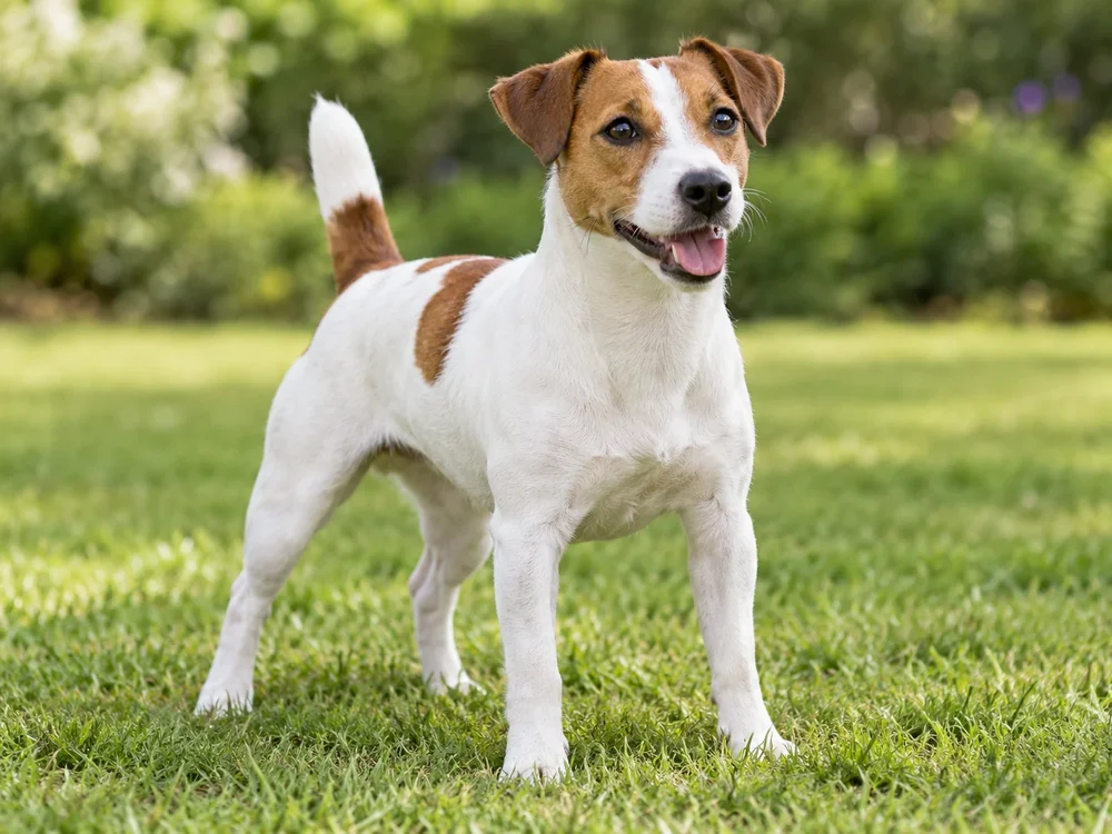Jack Russell Terrier