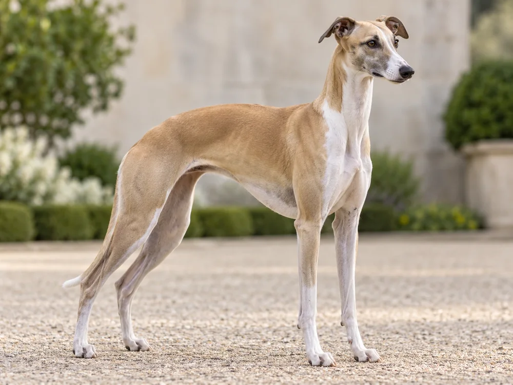 Whippet
